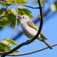 Burket’s warbler.
